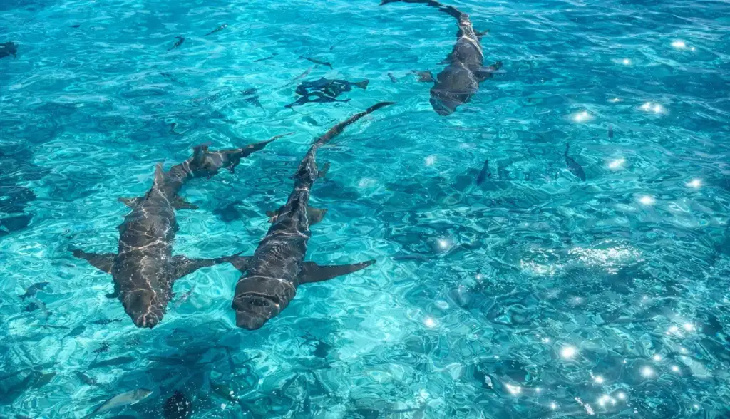 architectural visualization of dolphins in blue water in the Maldives close to a bungalo resort CGI