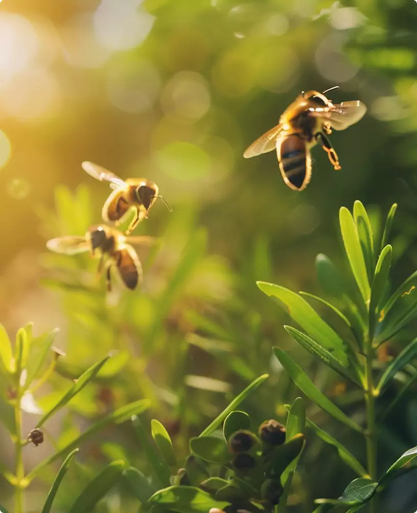 Bees flying among green plants in warm sunlight, supplement packaging design