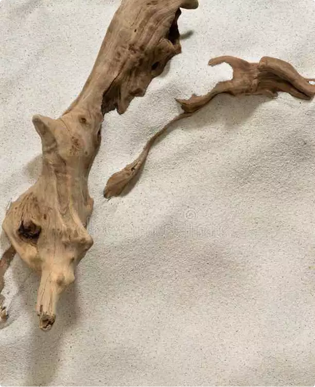 3D tour apartments driftwood wall decor on a light textured surface in a close-up view