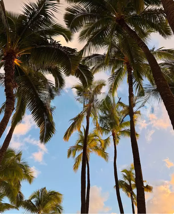 3D architectural rendering of tall palm trees against sky with warm light and soft clouds