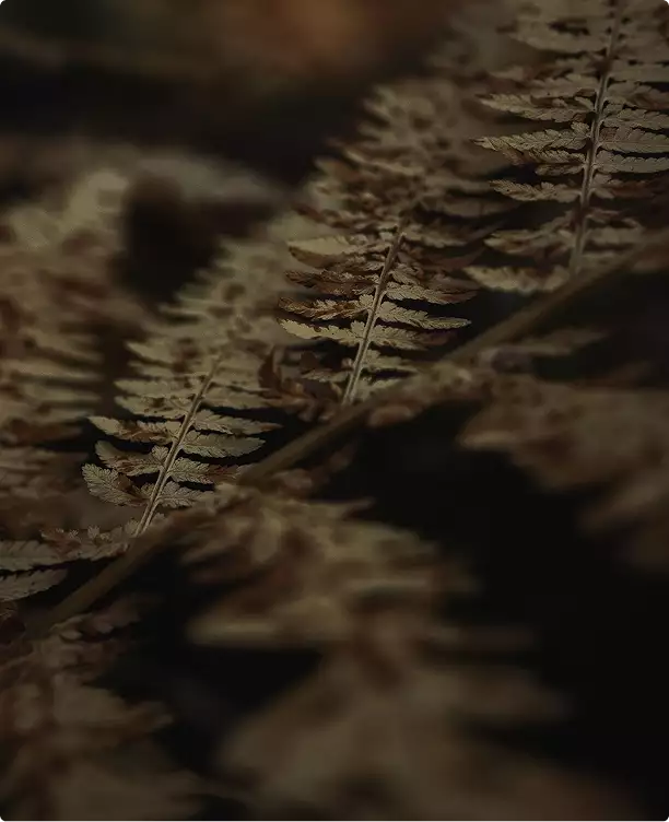 Close-up of fern leaves on forest floor with soft light and shadows in woodland setting