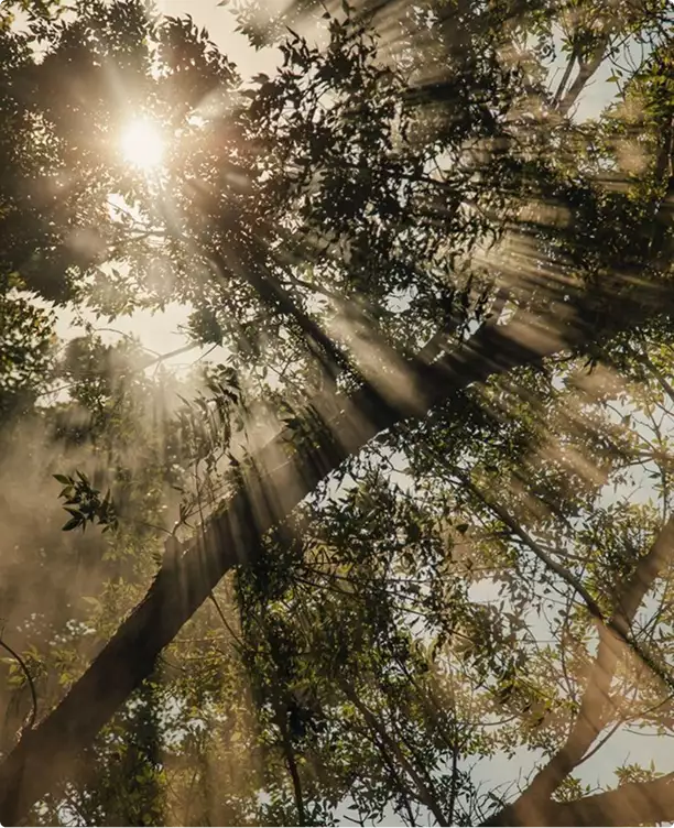Sunlight through forest tree canopy with rays shining between branches in wooded setting