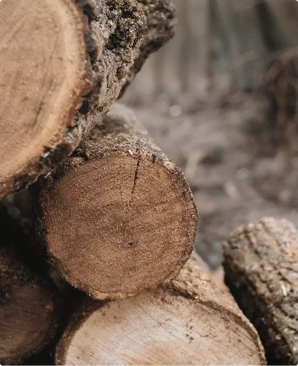 Forestry equipment 3D rendering close up of cut logs showing wood grain and bark texture