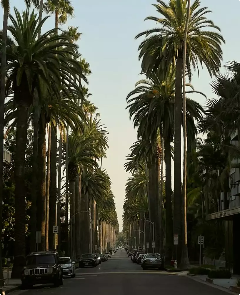 Tropical residential development CGI with palm-lined street, parked cars, and tall tropical trees