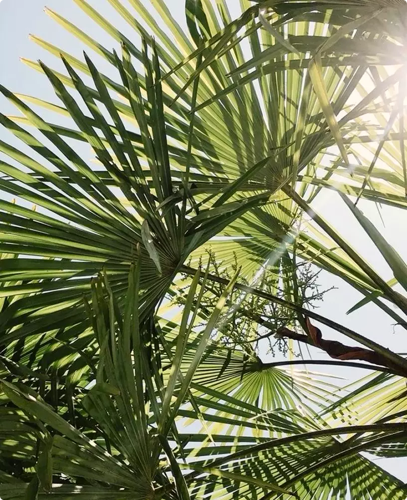 Tropical residential development CGI with sunlit palm leaves and tropical foliage against bright sky